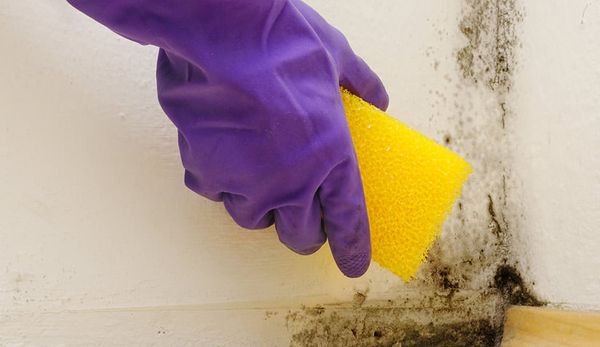 Cleaning mold off a wall near the baseboard with a sponge and gloves