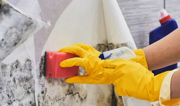 Mold on a wall under peeled-back wallpaper, cleaned with a sponge